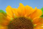 USA-Washington State-Seabeck Sunflower blossom close-up Art Print